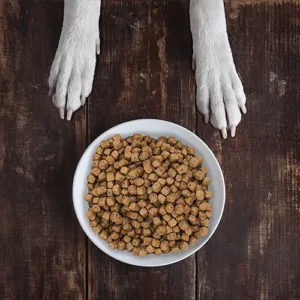Comida Para Perros