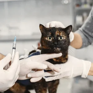 Farmacia Veterinaria