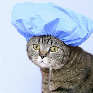 Productos Aseo Gatos