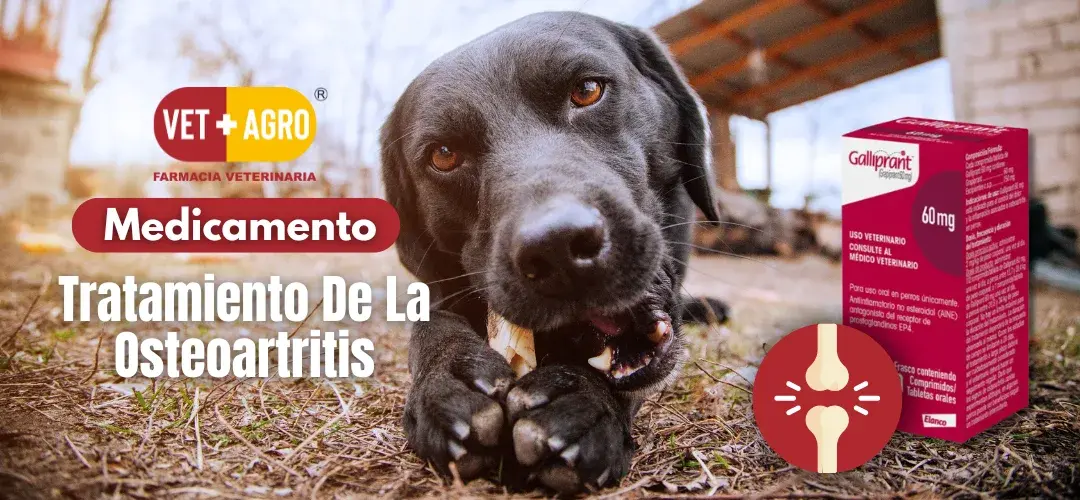 Galliprant: ¿Qué es y para qué sirve? Beneficios y Efectos Secundarios