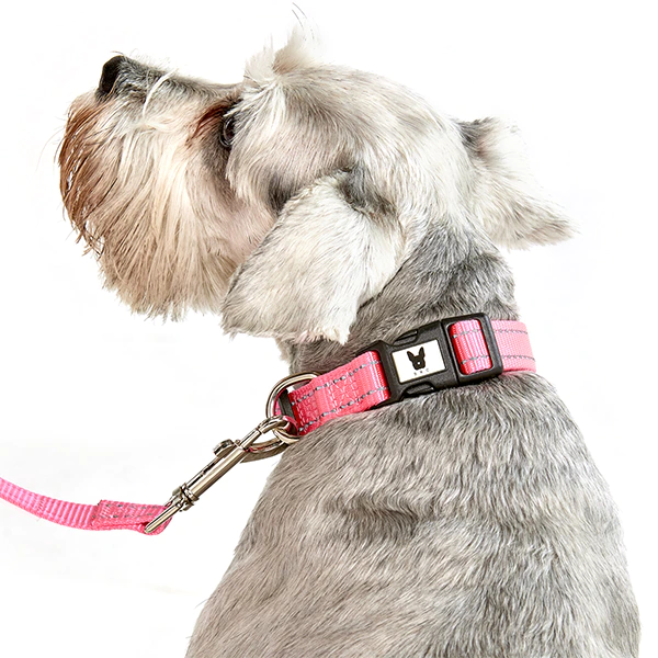 Collar Nylon Hilo Reflectivo Para Perro - Imagen 2