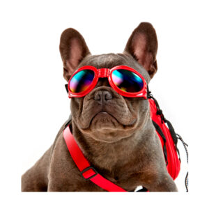 Gafas Clásicas De Colores Para Perro