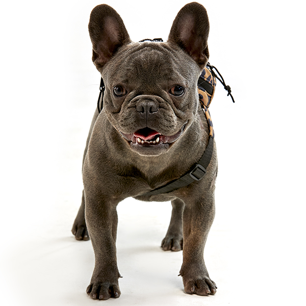 Riñonera Unilateral Para Perro - Imagen 6
